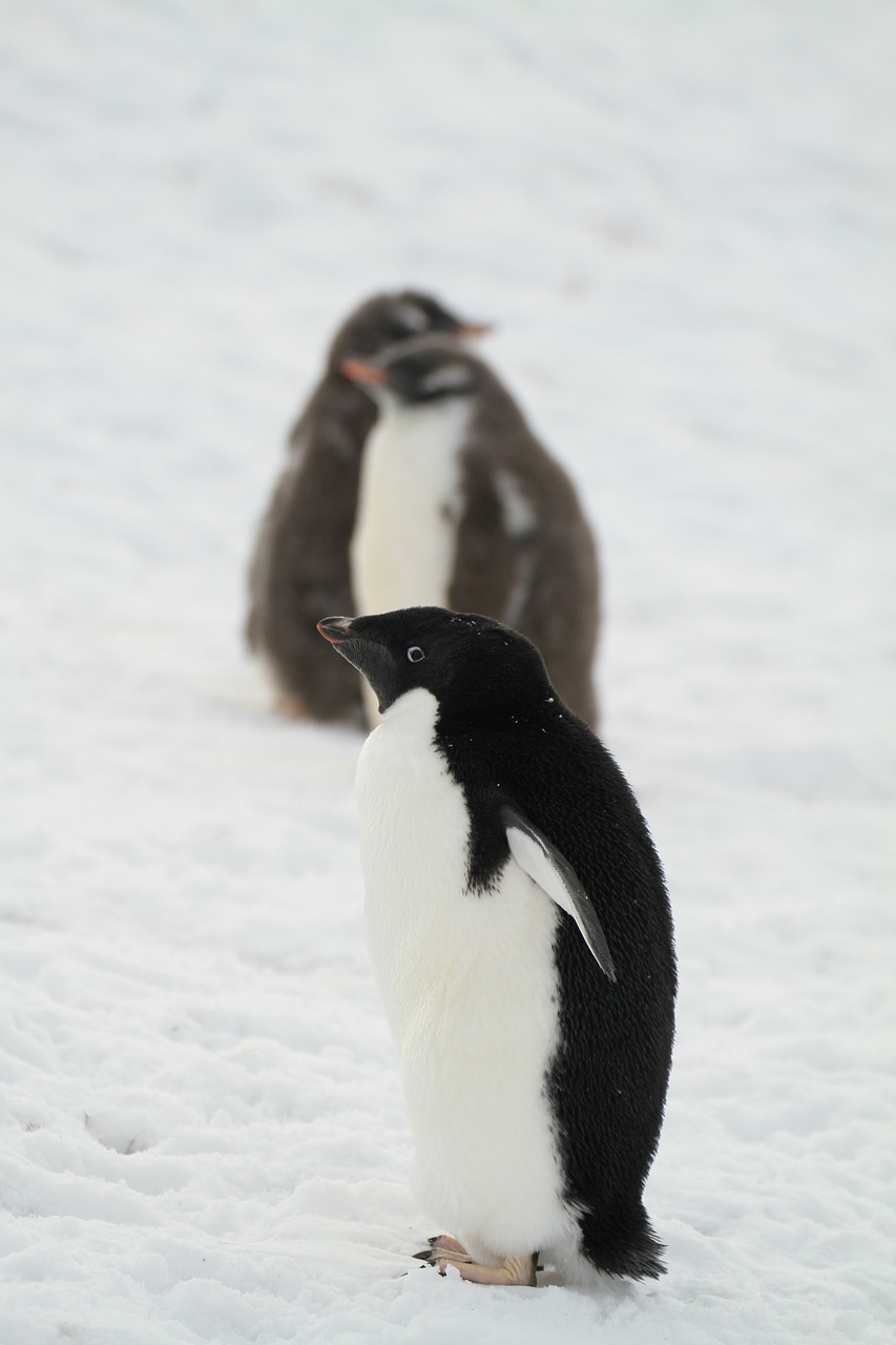 penguin antarctica small animals free photo