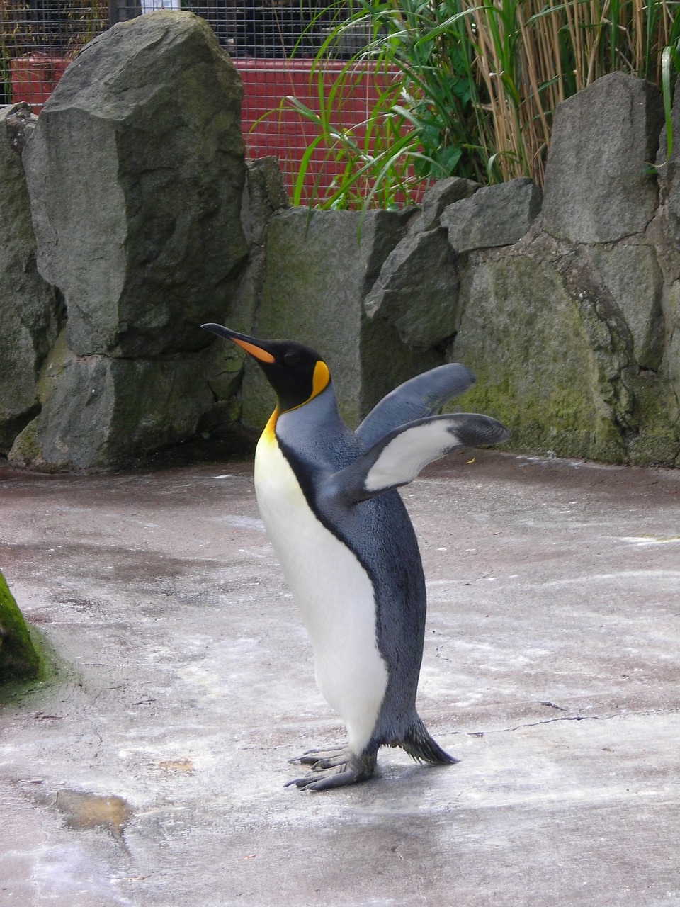 penguin zoo nature free photo
