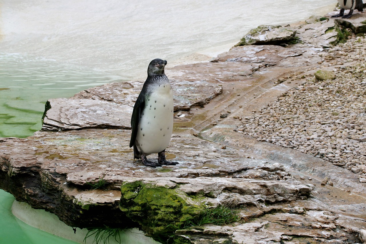 penguin flightless bird flightless free photo