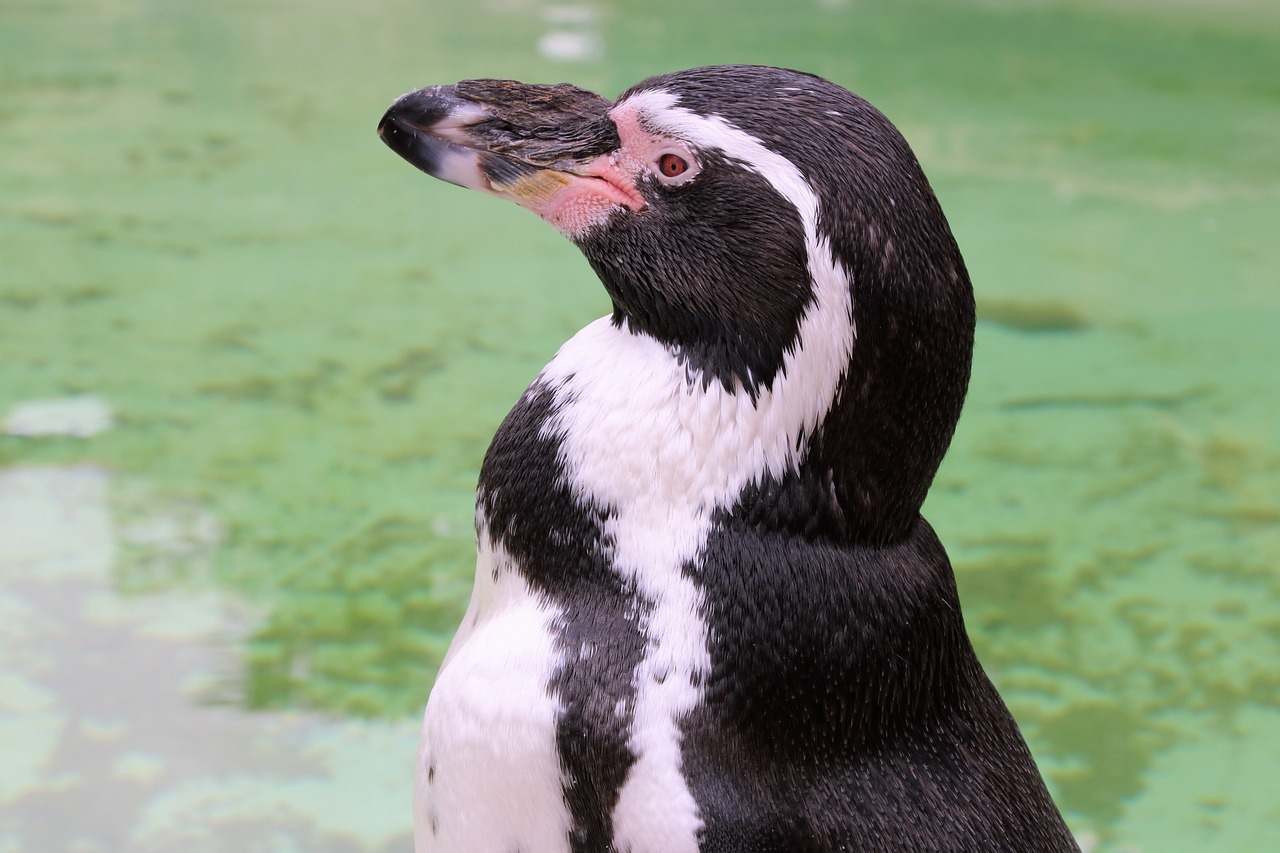 penguin portrait wildlife free photo