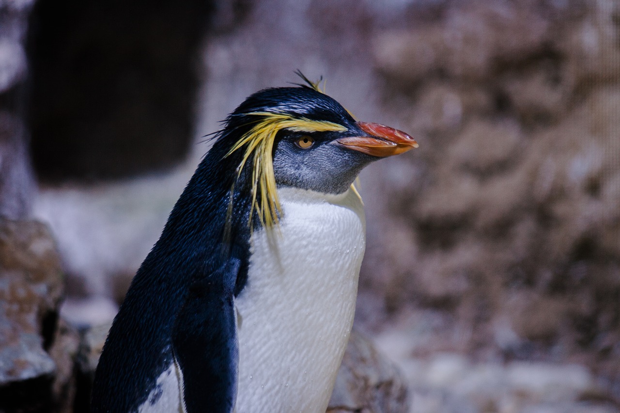 penguin bird rockhopper penguin free photo