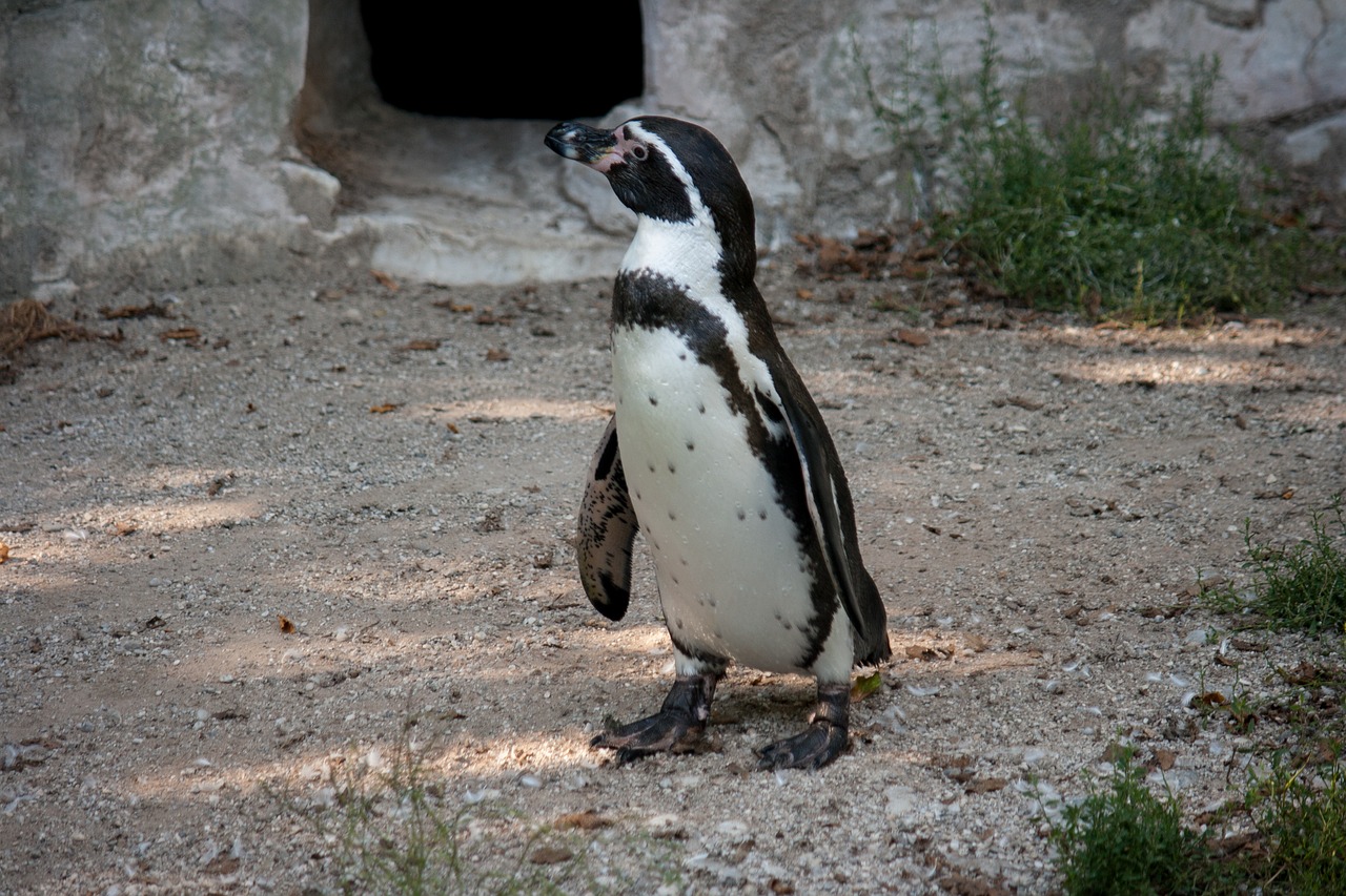 penguin bird animal free photo