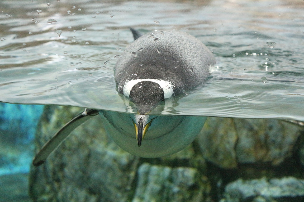 penguin swim zoo free photo