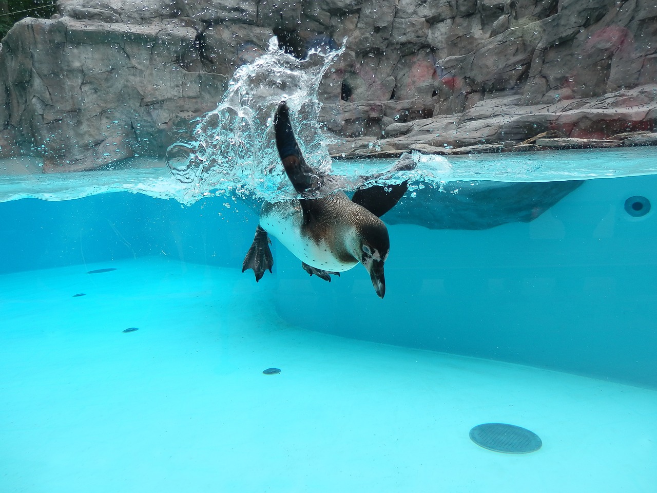 penguin already i swim zoo free photo