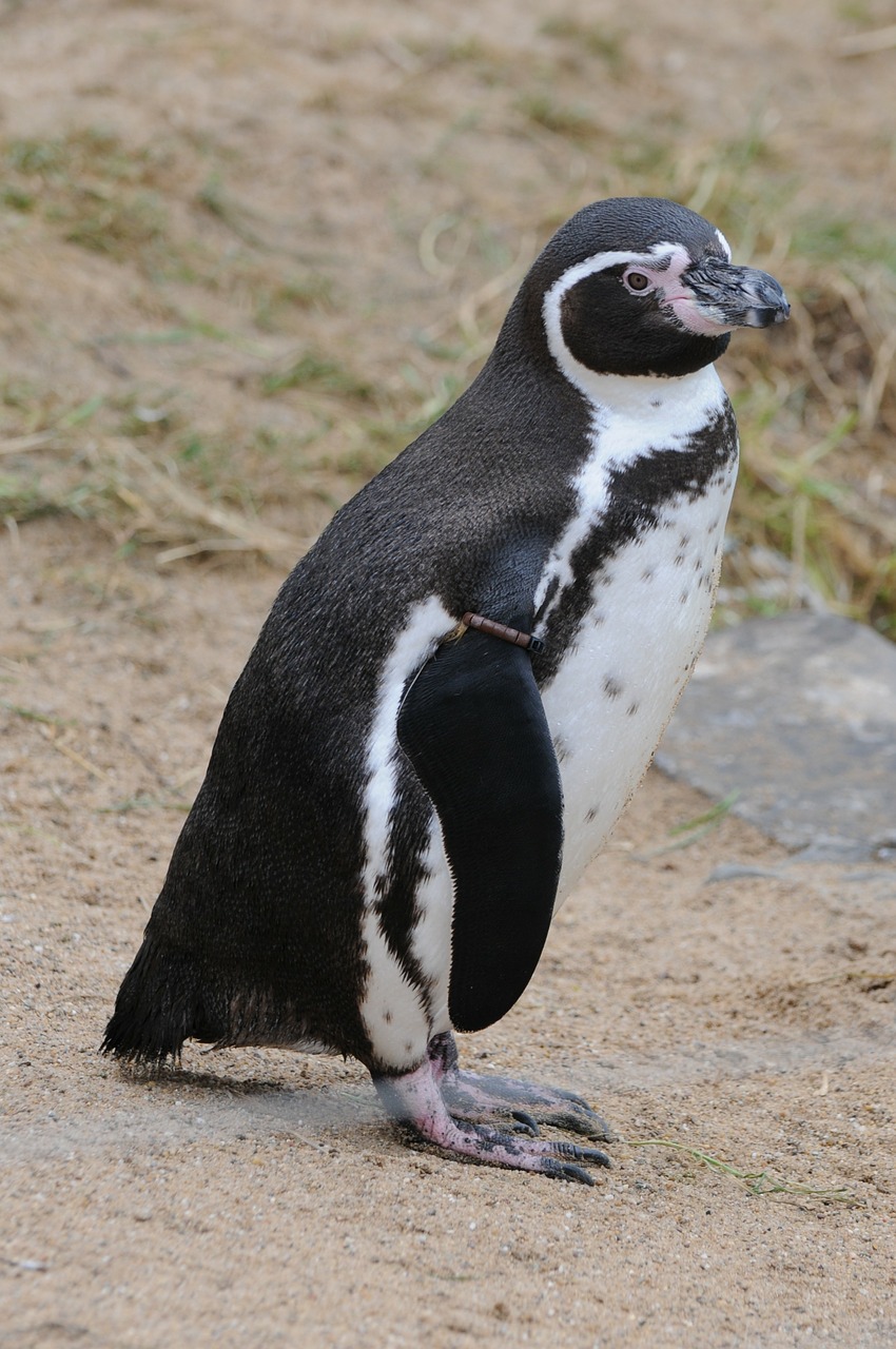 penguin animal zoo free photo