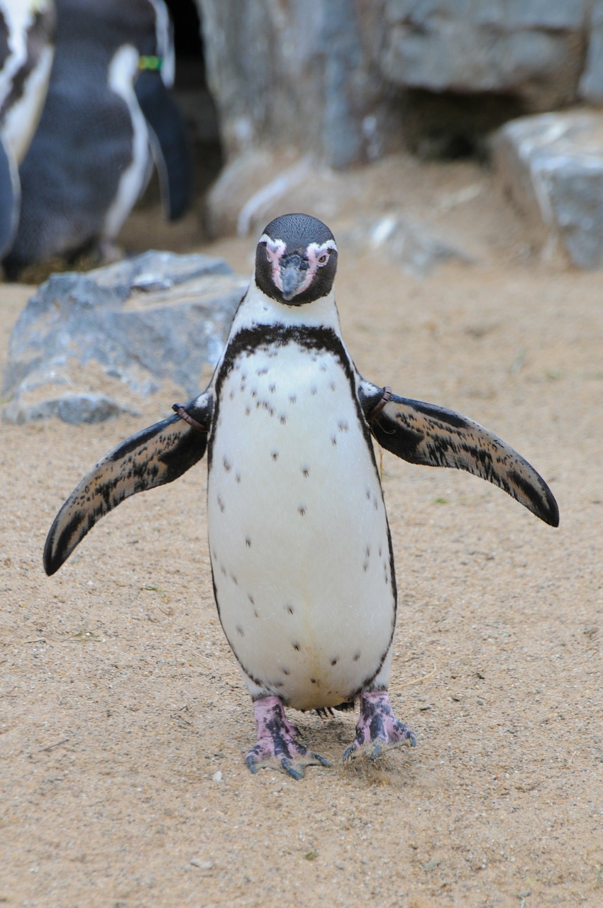 penguin zoo animal free photo