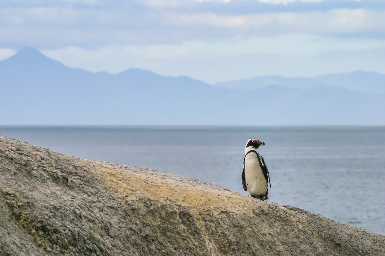 penguin jackass lonely free photo