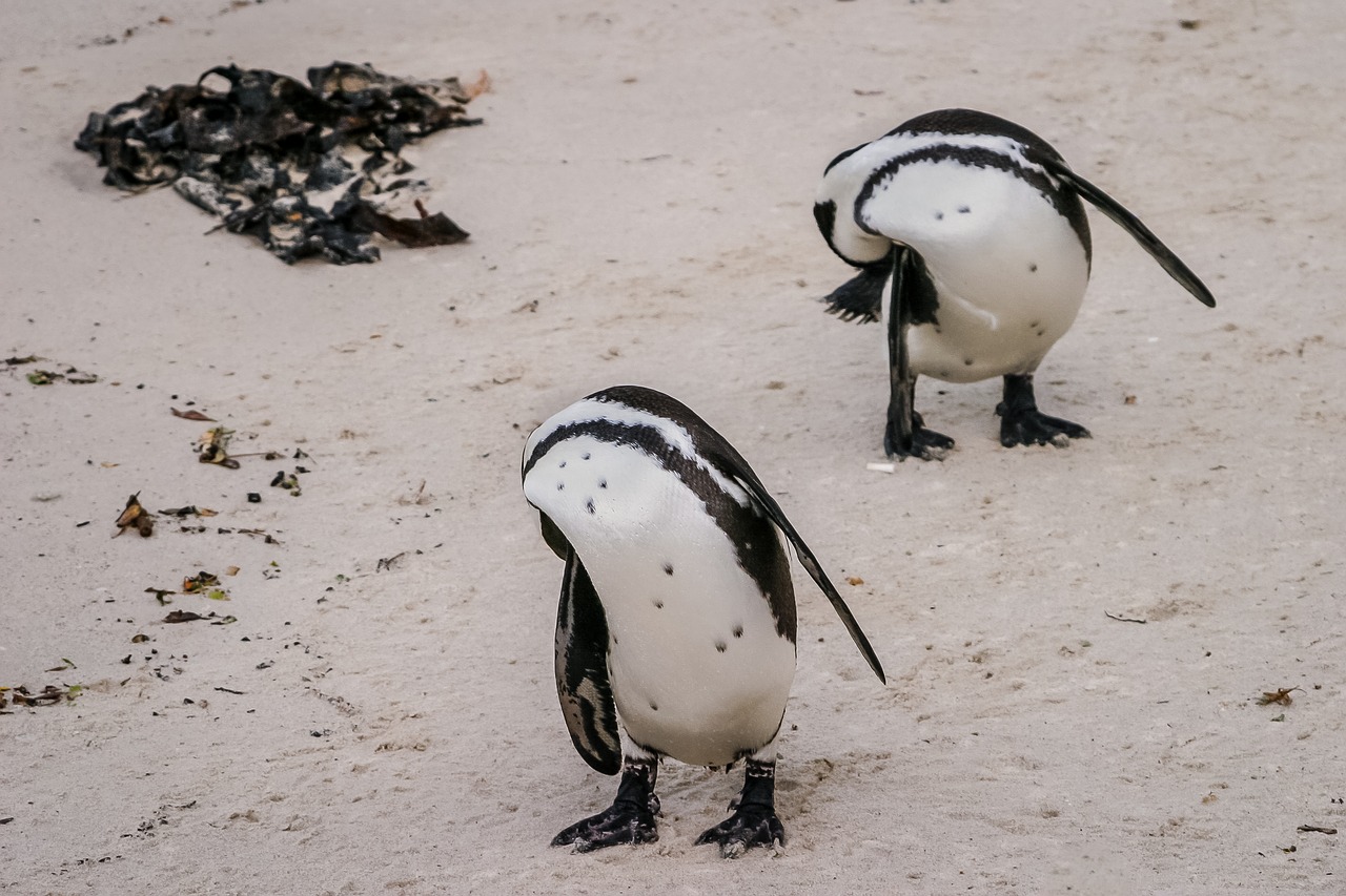 penguin coordination synchronization free photo