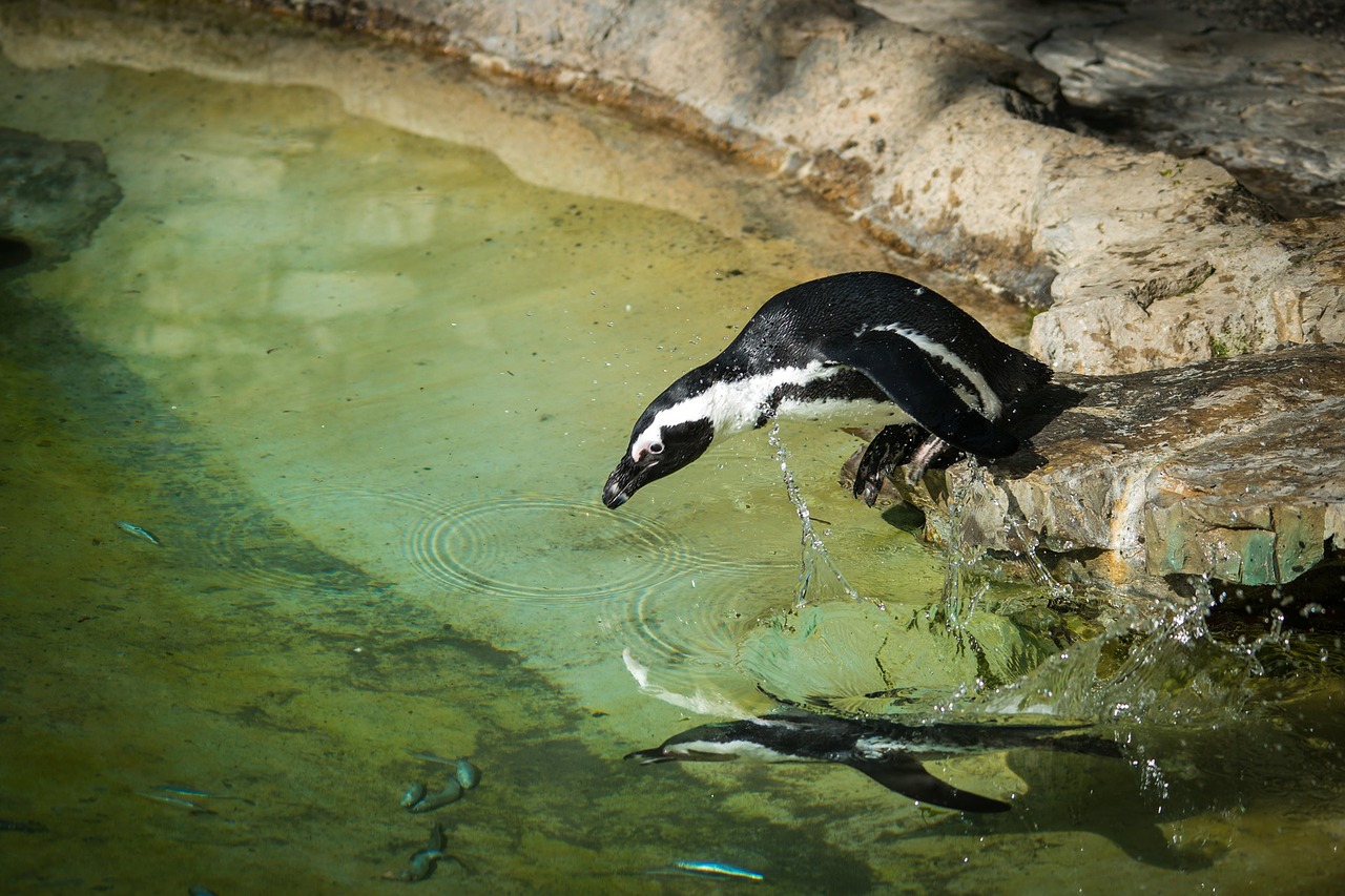 penguin animal water free photo