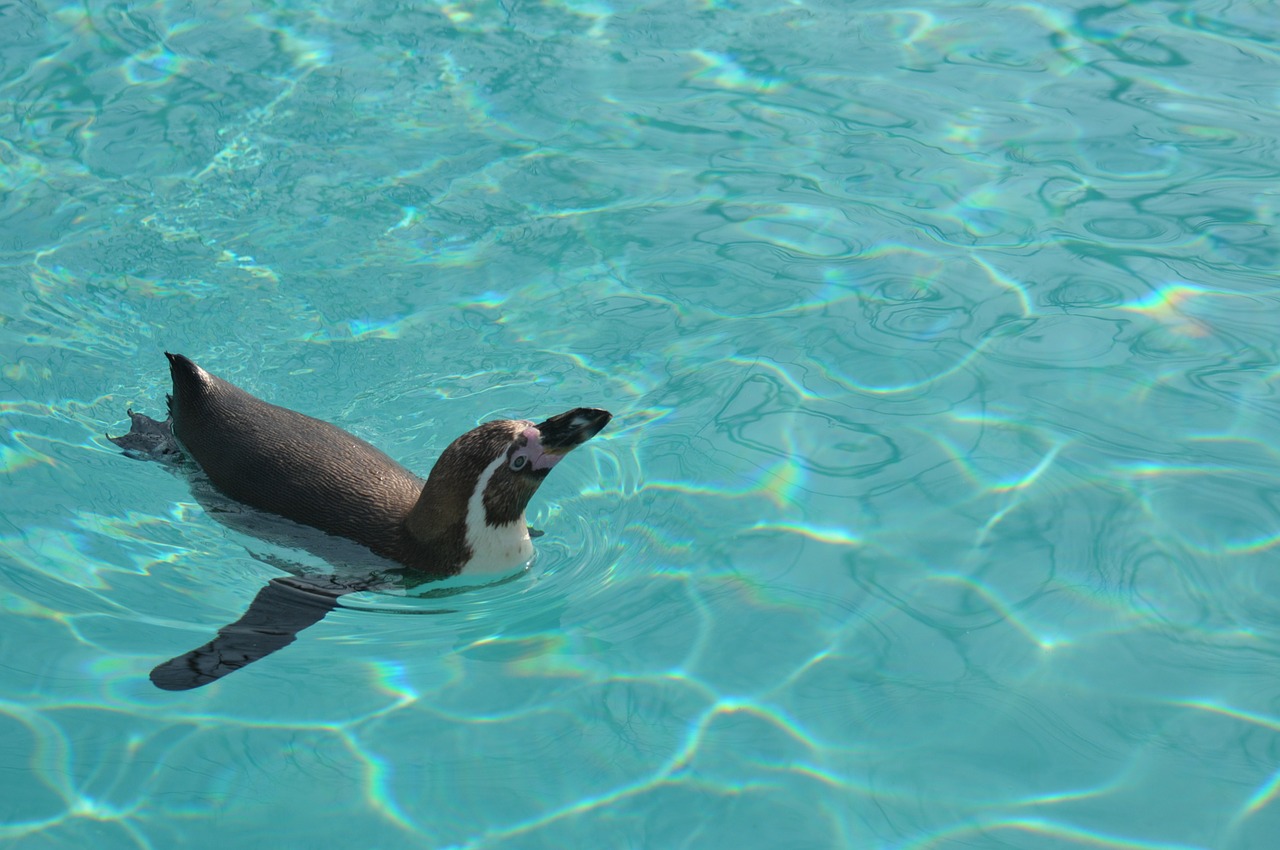 penguin swim aquarium free photo