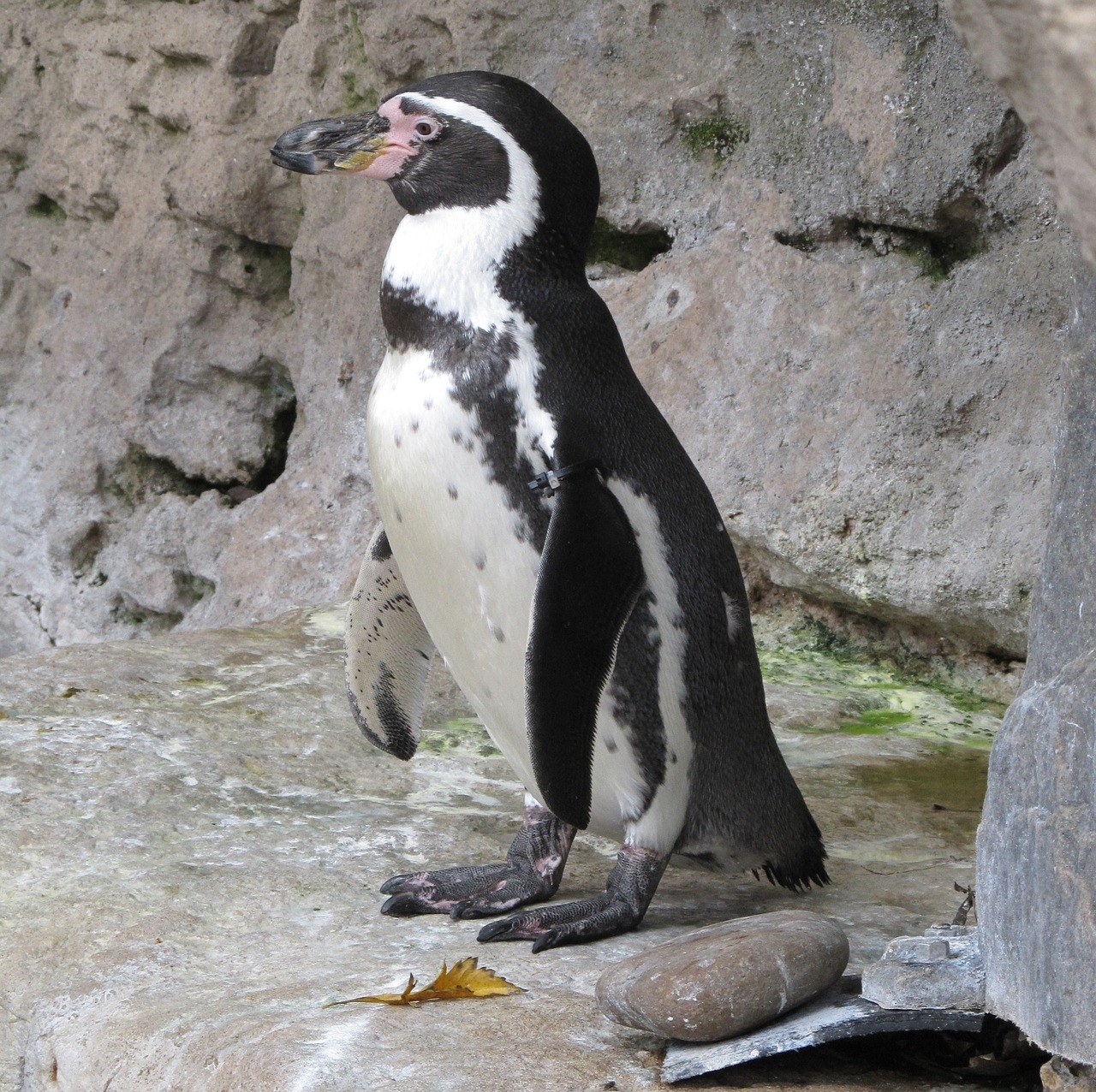 penguin humboldt penguin cute free photo