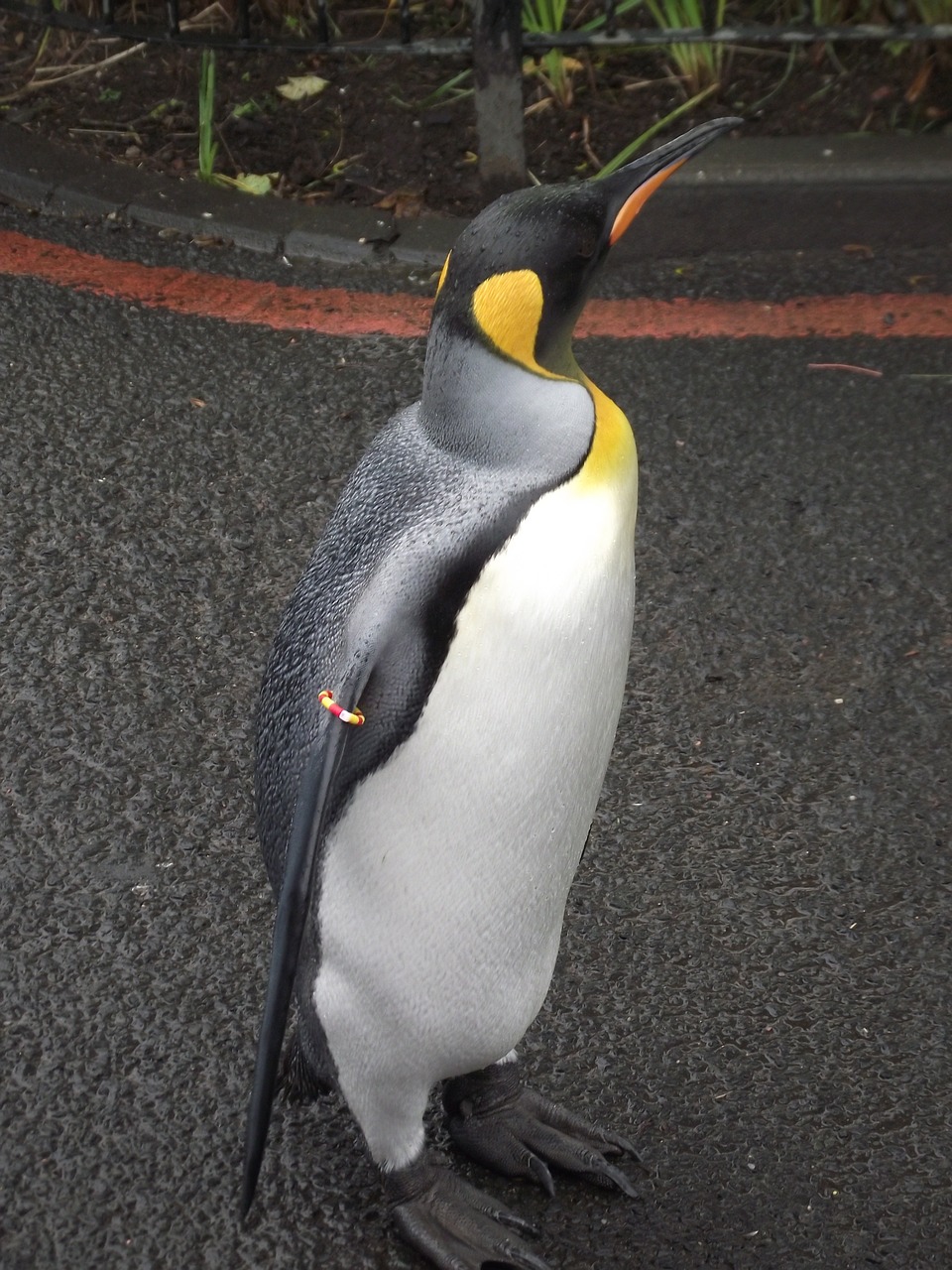 king penguin bird animals free photo