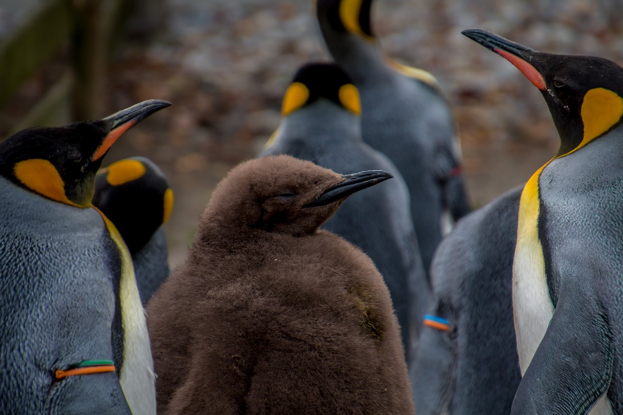 penguin emperor penguin pingu free photo