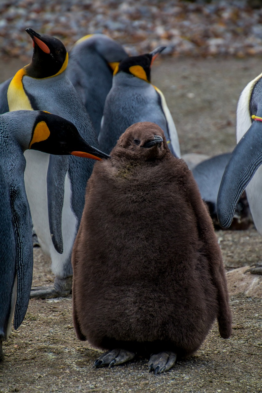 penguin emperor penguin pingu free photo