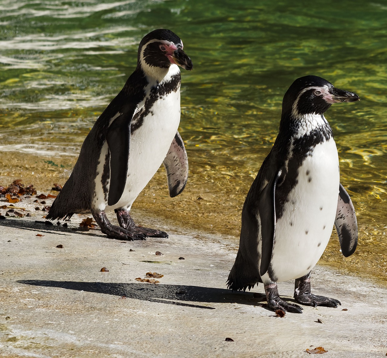 penguin south africa aves free photo