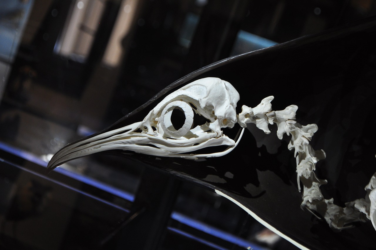 penguin skeleton museum free photo