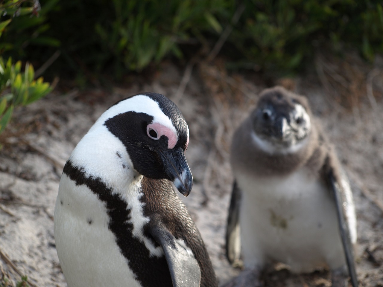 penguin young mother free photo