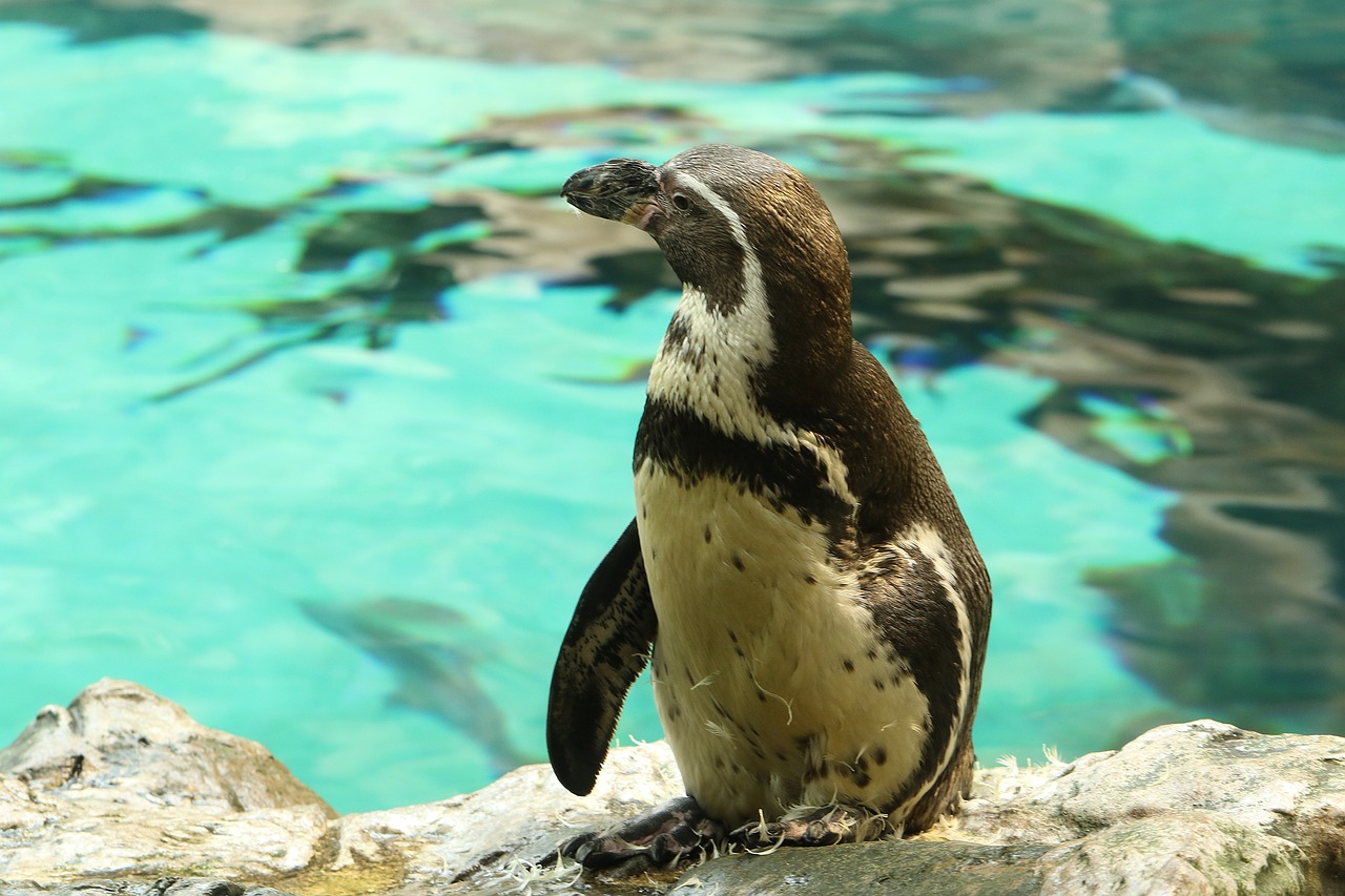 penguin aquarium water park free photo