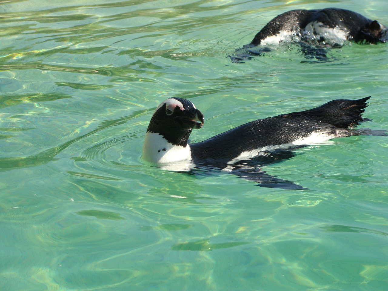 penguin zoo marine mammal free photo