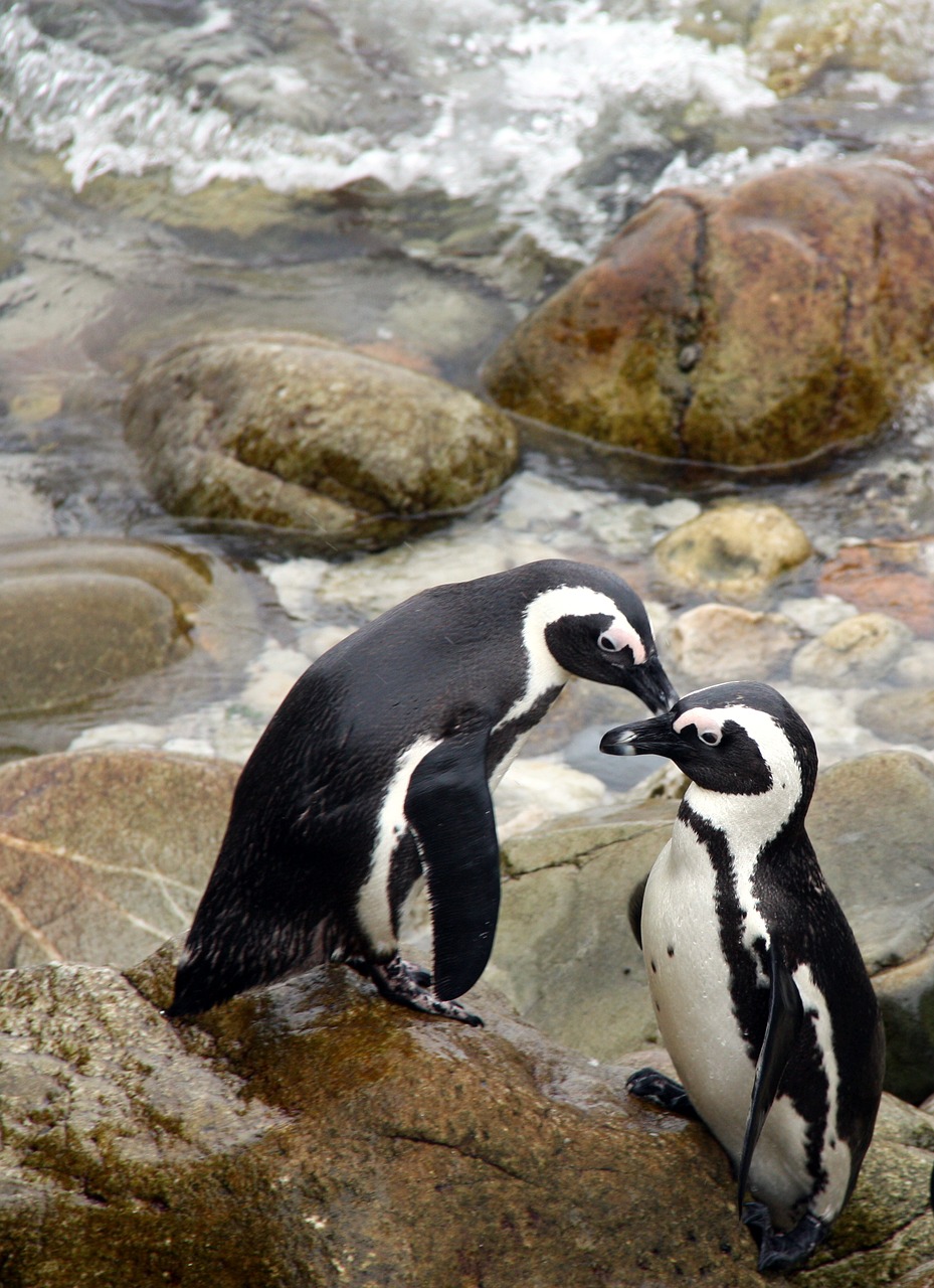 penguin africa south africa free photo