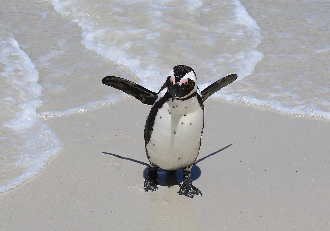 penguin cape boulders free photo