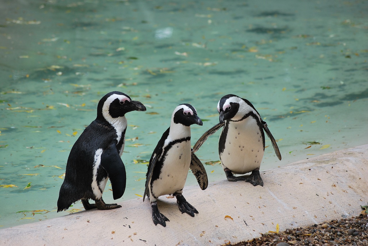 penguin animal wildlife free photo