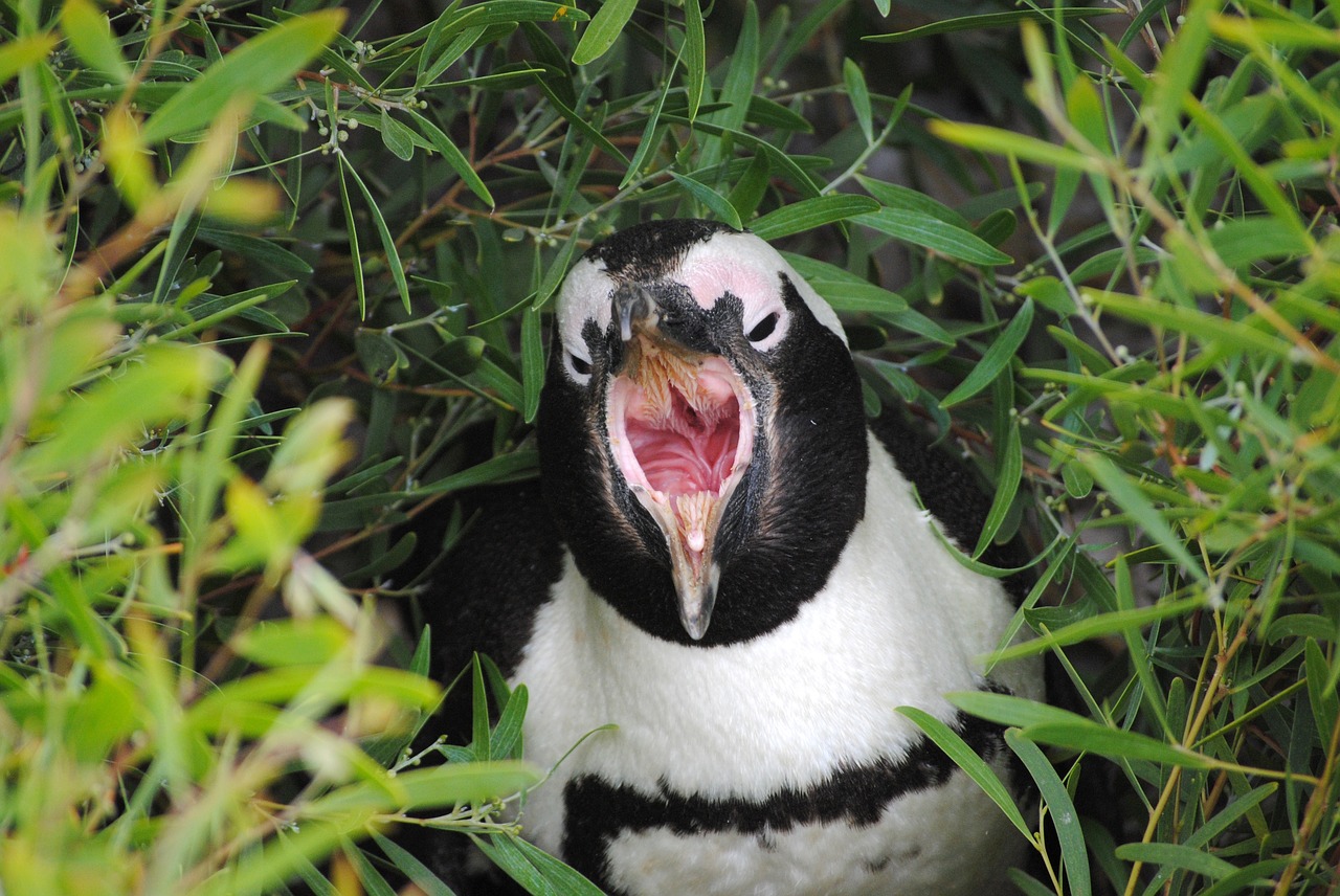 penguin south africa cape town free photo