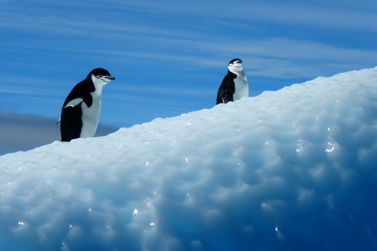 penguin antarctica birds free photo