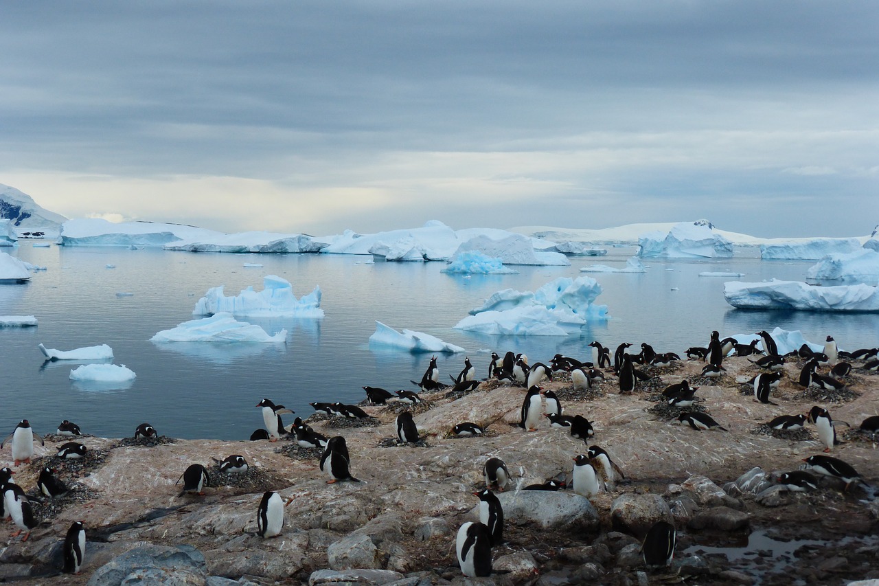 penguin island blue free photo
