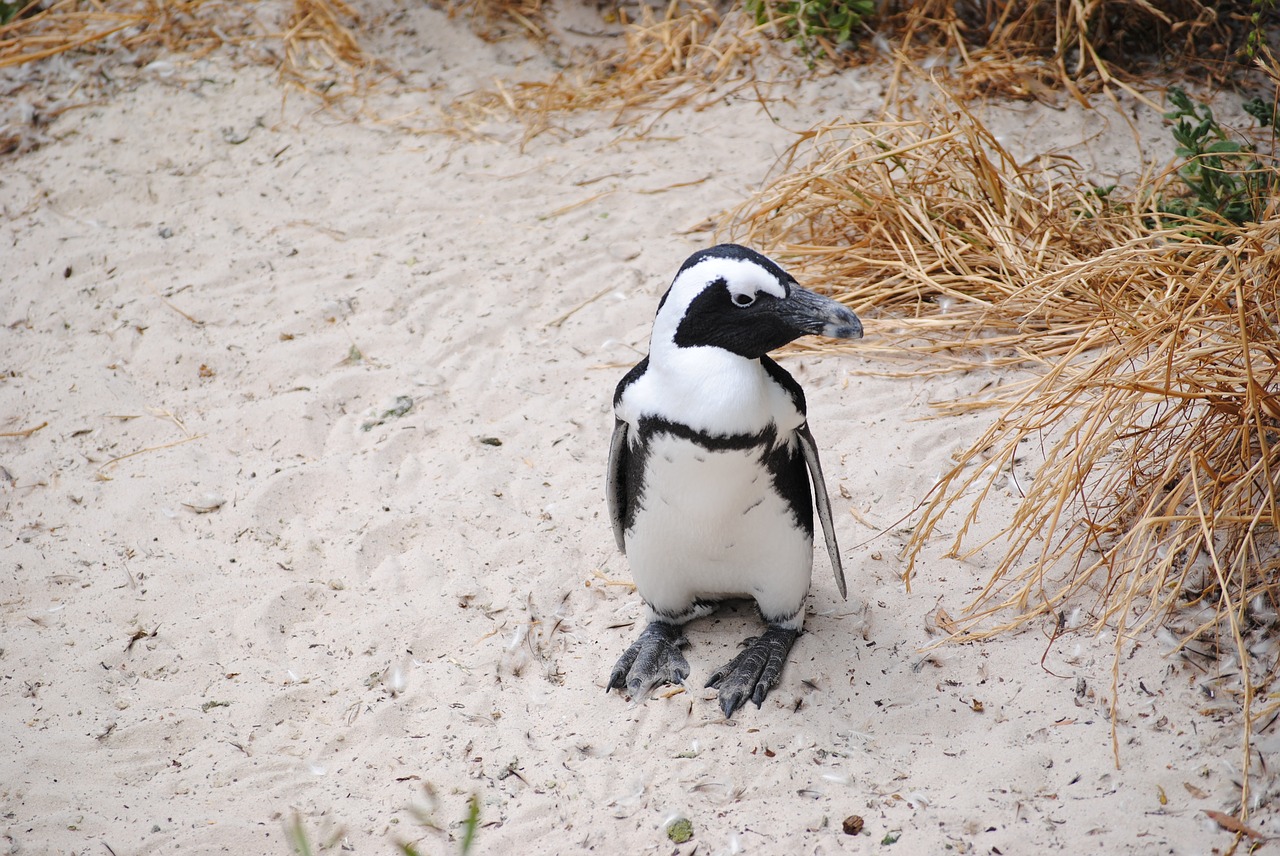 penguin africa south africa free photo