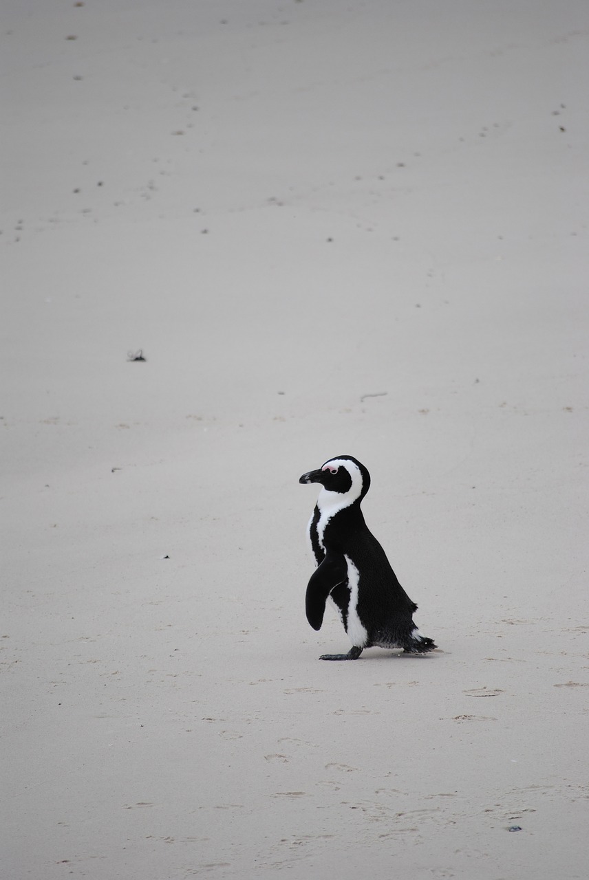 penguin beach africa free photo