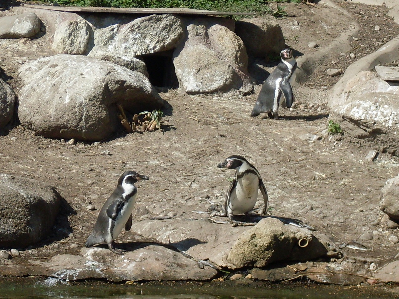 penguin zoo animals free photo