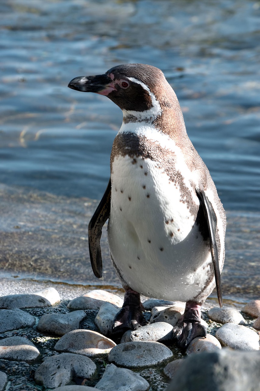 penguin humboldt zoo free photo