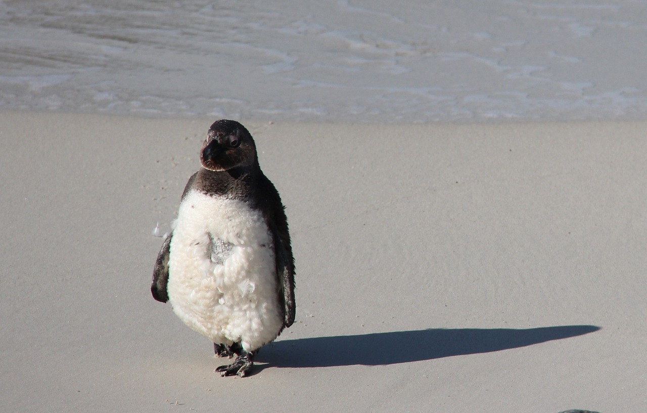 penguin africa beach free photo