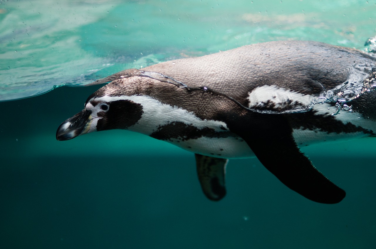 penguin aquatic swim free photo