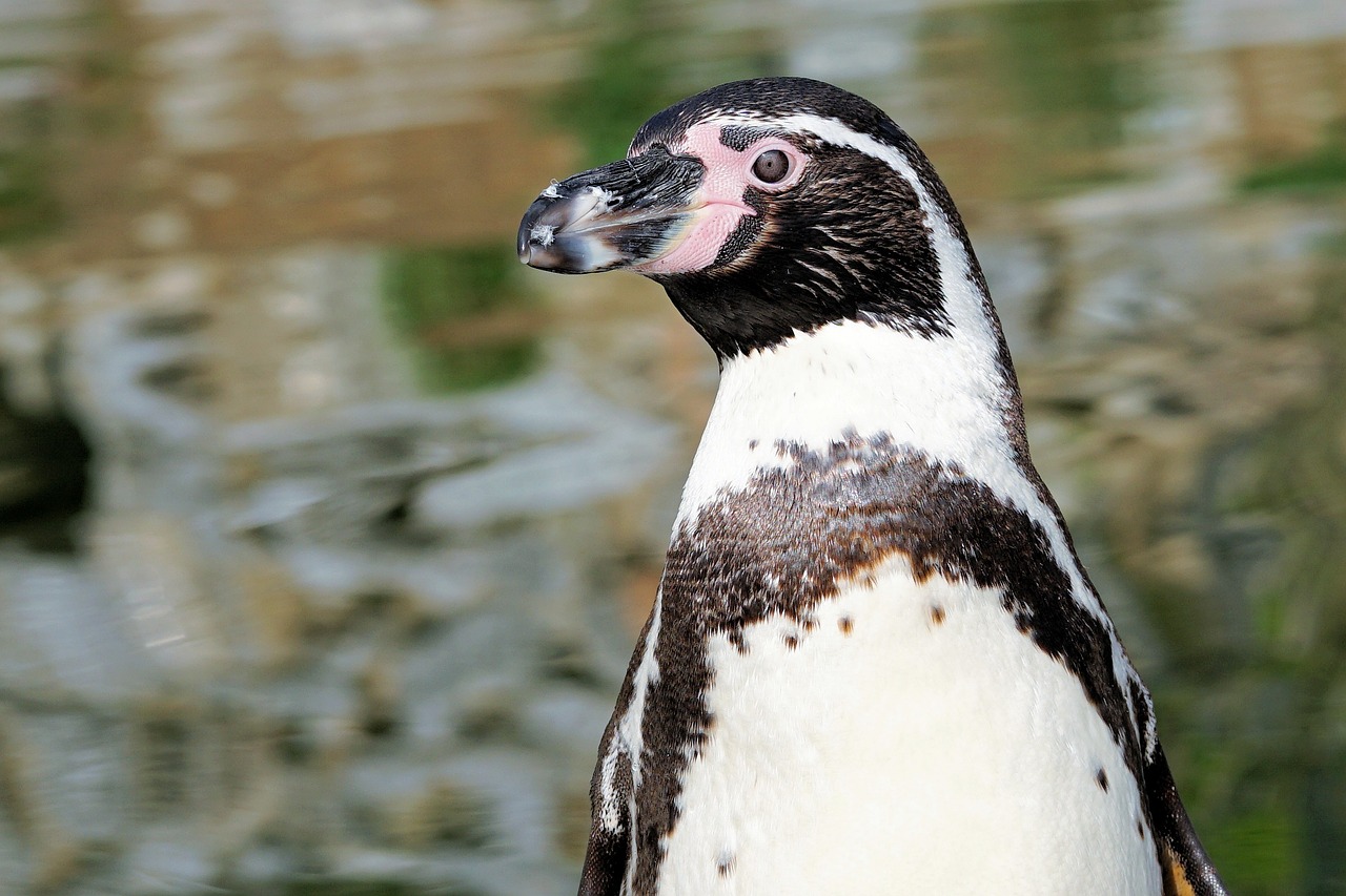 penguin bird animal free photo