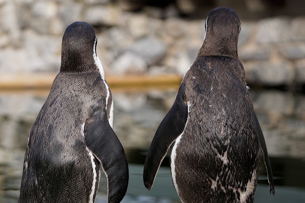 penguin bird animal free photo