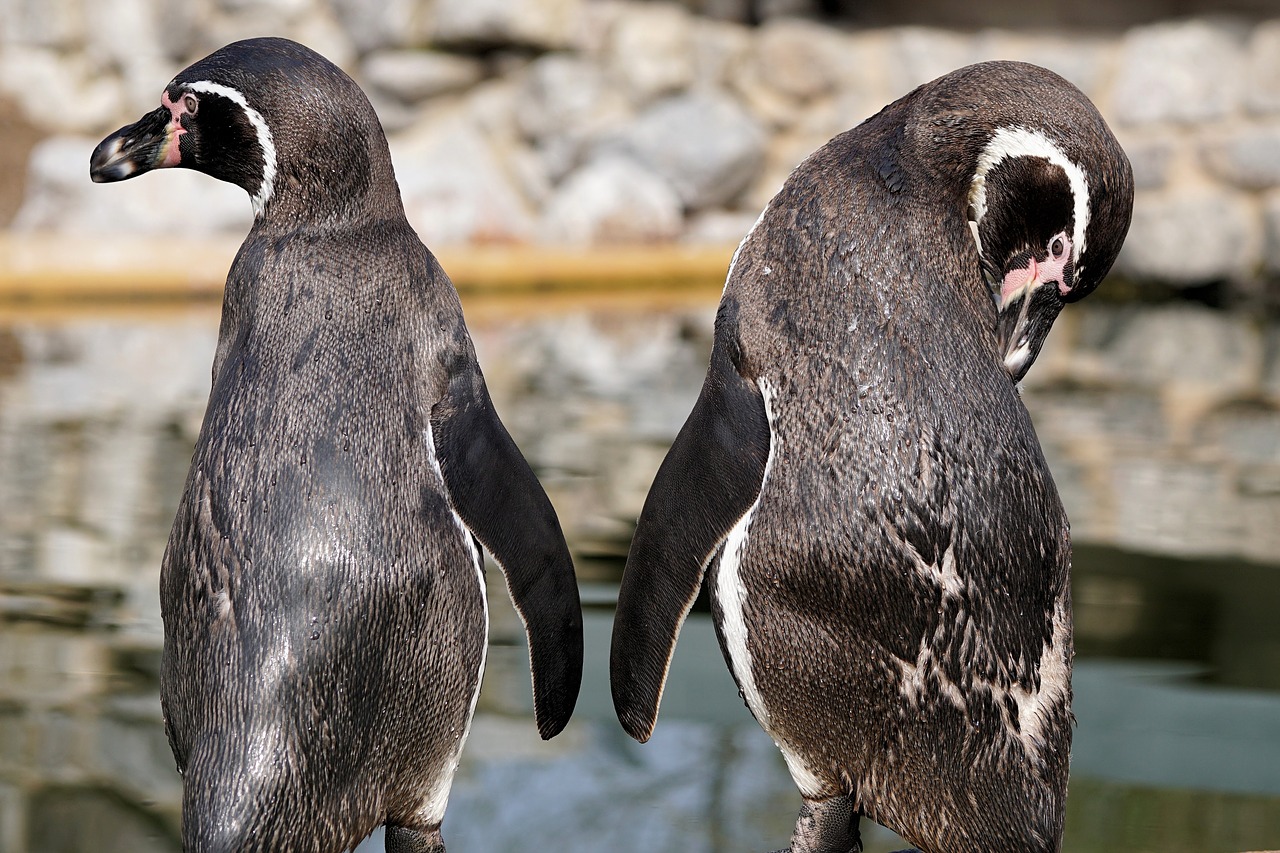 penguin bird animal free photo