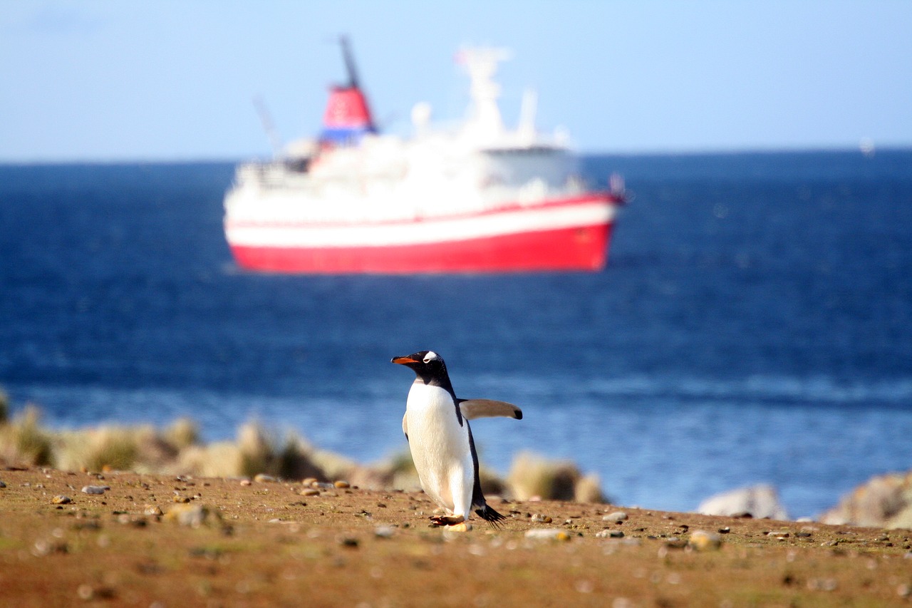 penguin boat sea free photo