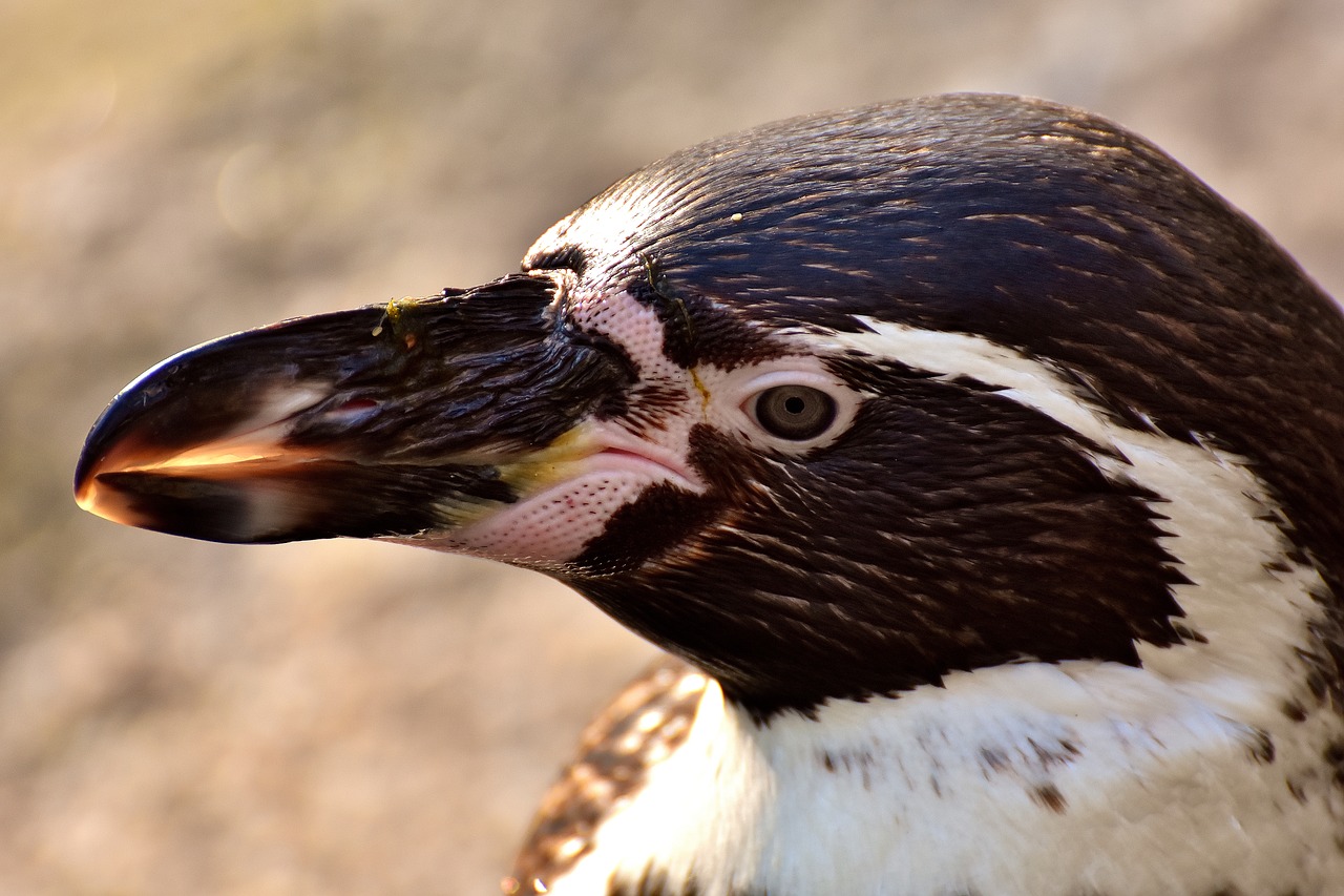 penguin animal animal world free photo