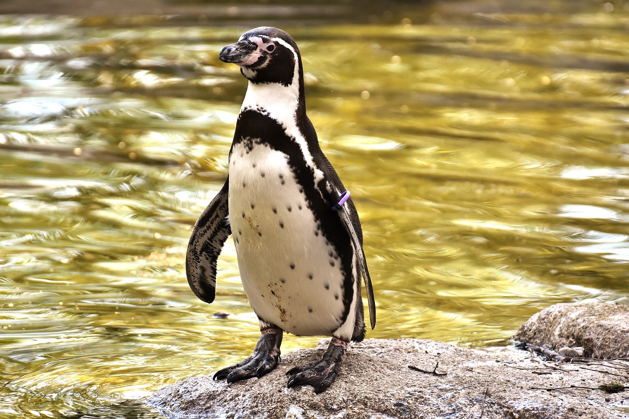 penguin animal animal world free photo