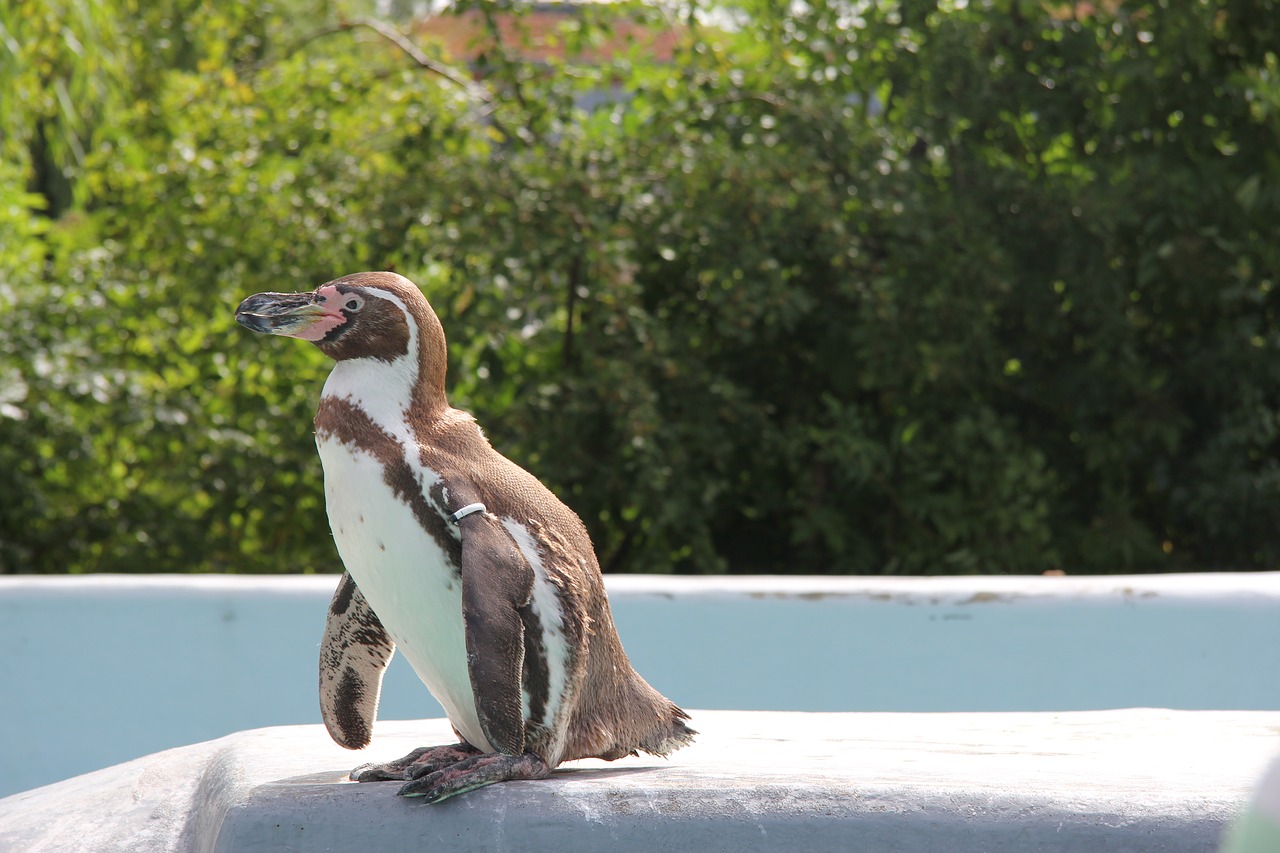 penguin animal animal world free photo