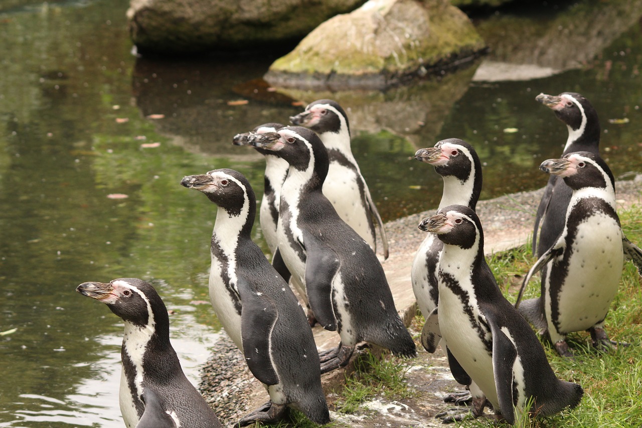 penguin bird zoo free photo