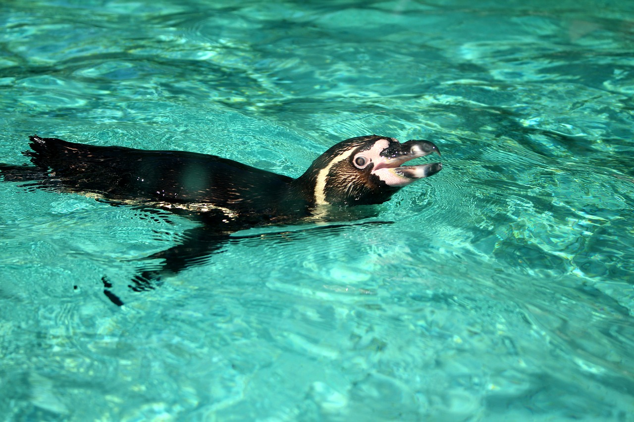 penguin animal wildlife free photo