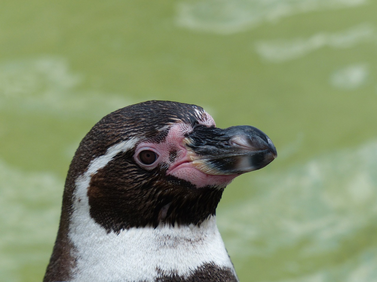 penguin zoo water free photo