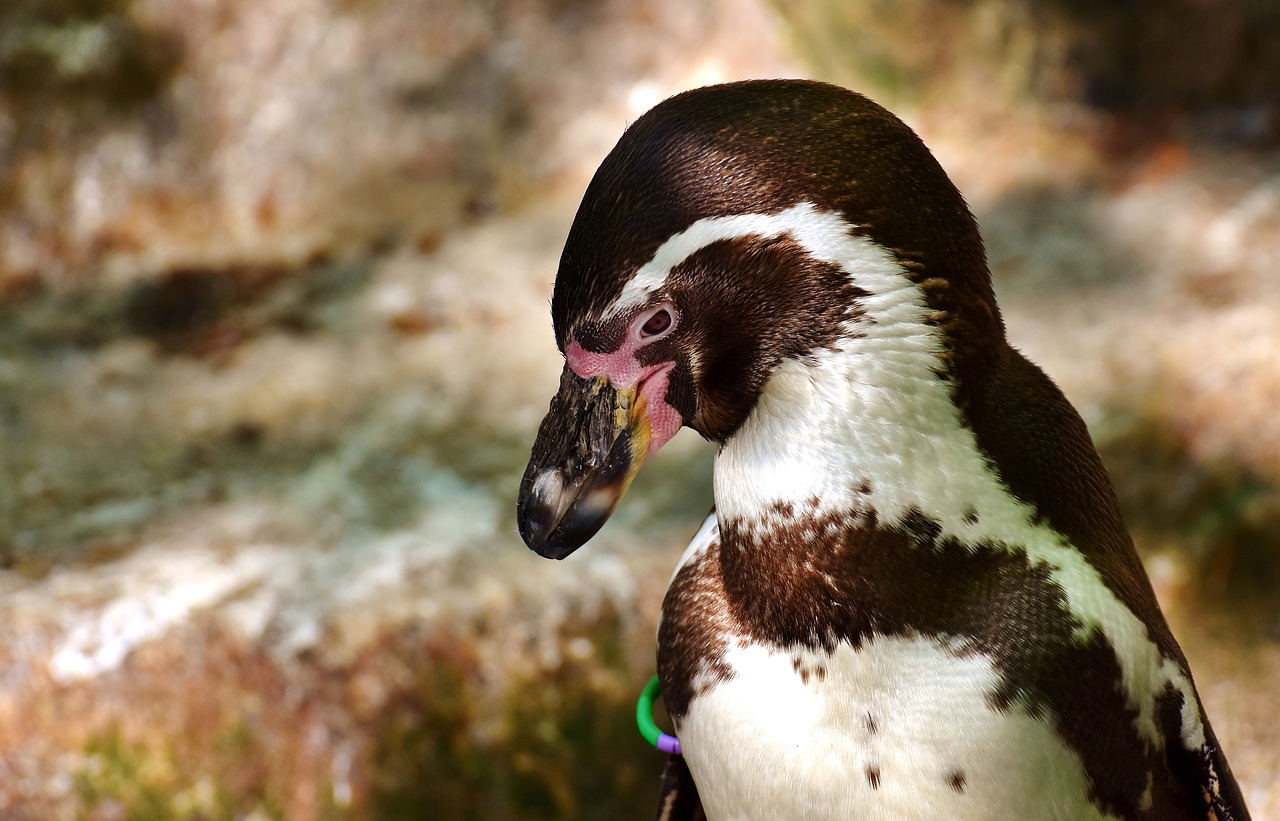 penguin animal animal world free photo