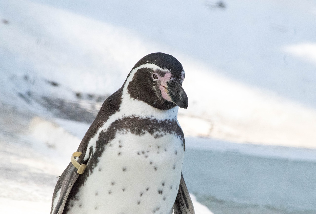 penguin animal zoo free photo