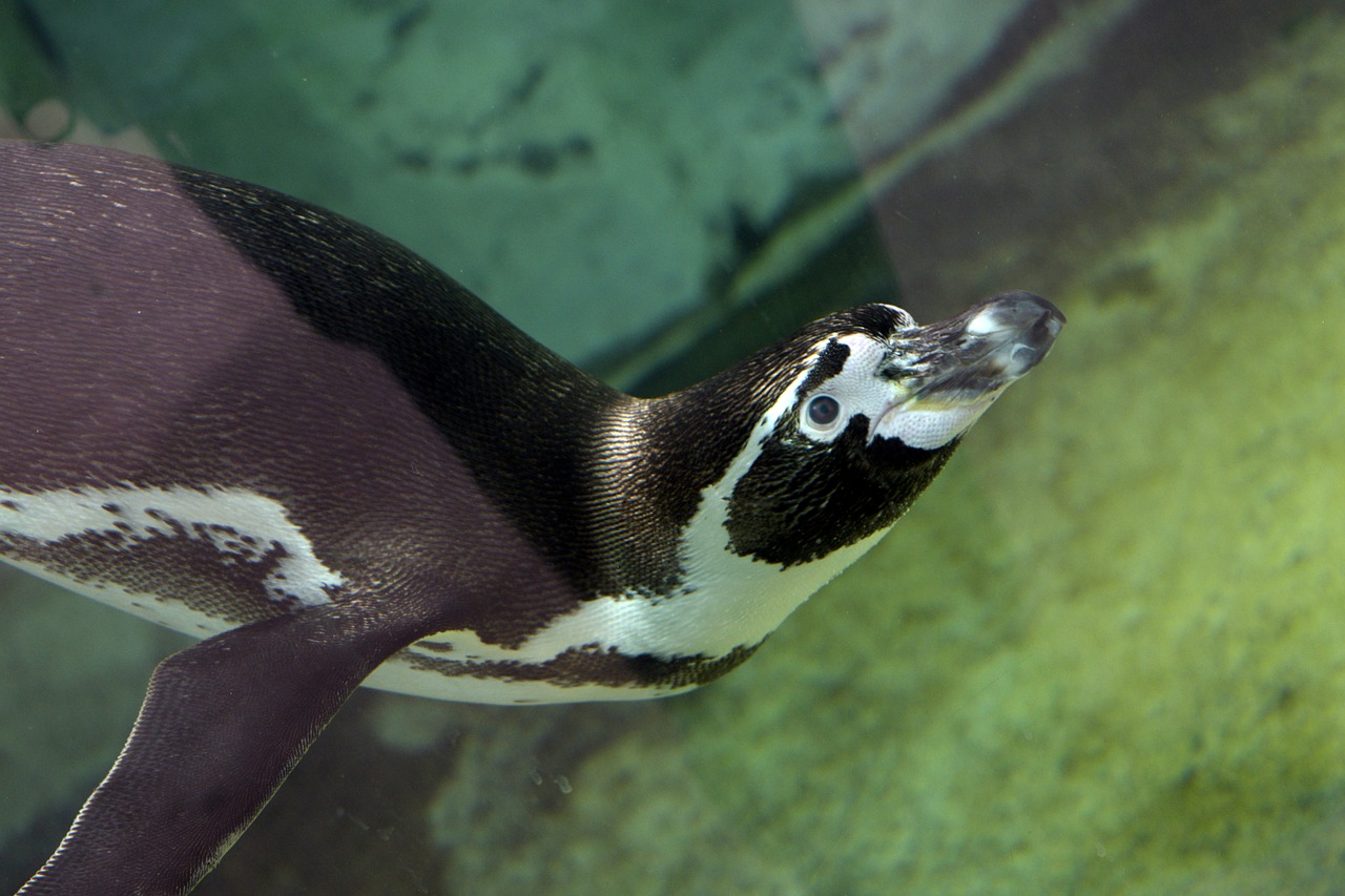 penguin mammal aquatic free photo