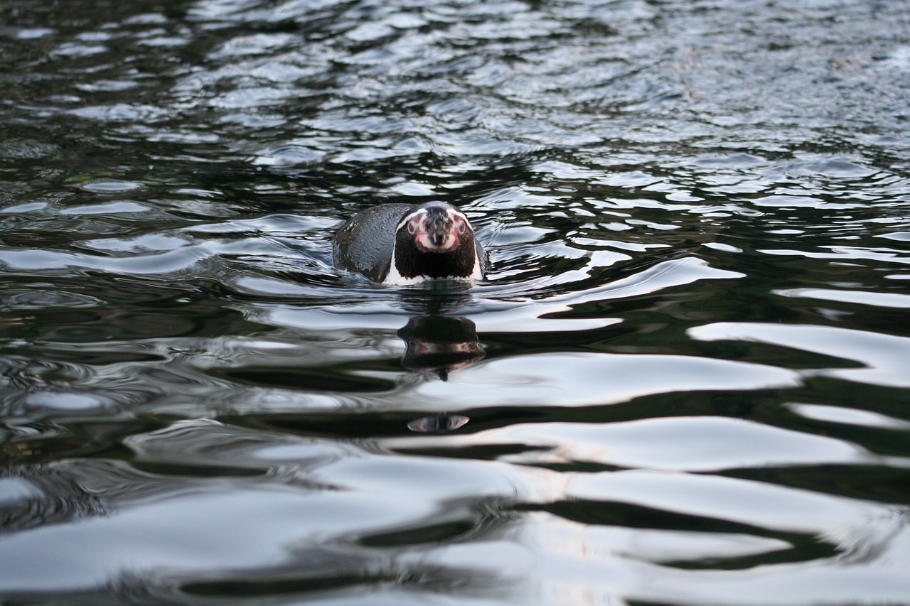 penguin waterfowl wild free photo