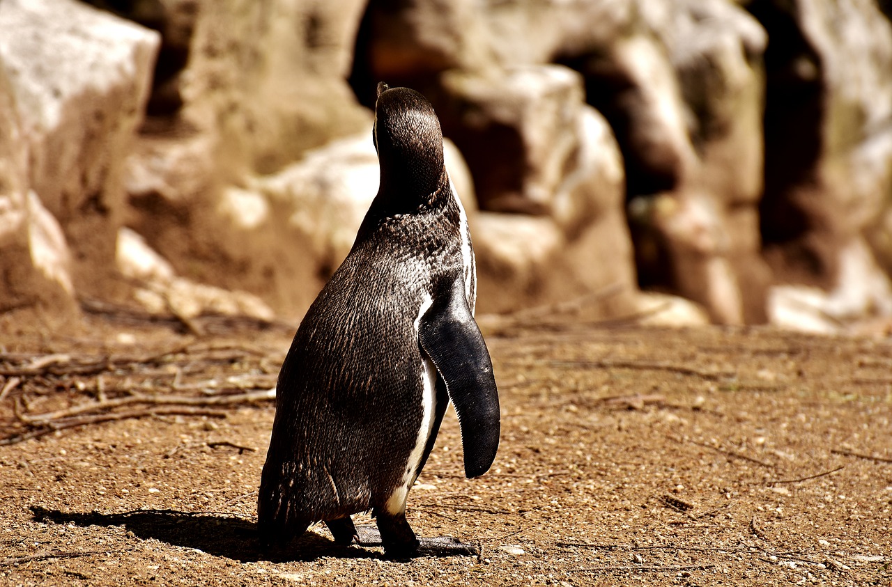 penguin animal animal world free photo